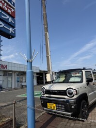 スズキの日　１５日までです☆彡